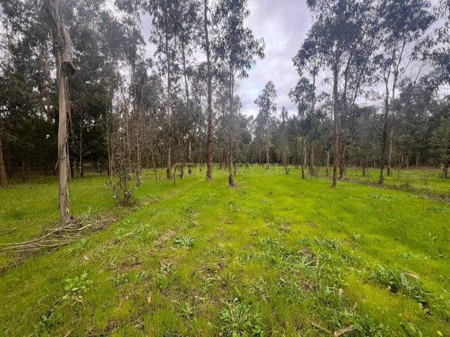 Terreno em Seixo, Mira Oportunidade Única