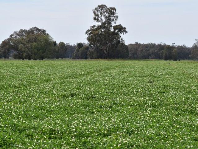 Eulomo & Westbrook 1280ac, 2071 Yarrabandai Rd, Forbes