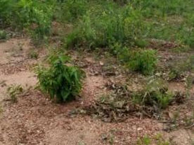 EXCELENTE CHACARA DE 1000 METROS EM Ã?TIMA LOCALIZAÃ?Ã?O NO BAIRRO ILHEUS EM JUATUBA