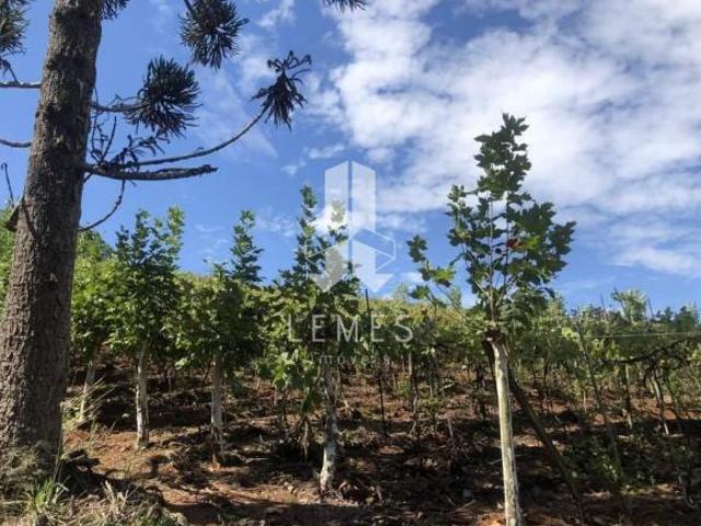 Excelente área de terras, com parreiras e rio à 150 metros. *3.8 Hectares