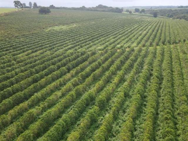 EXCELENTE FAZENDA CAFEEIRA EM PATROCÍNIO MG