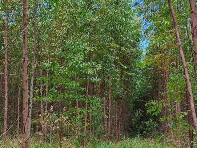 EXCELENTE FAZENDA COM EUCALIPTO A VENDA EM PRATA?NIA SP ? A?rea Total de 70 Alqueires 58 Alquei