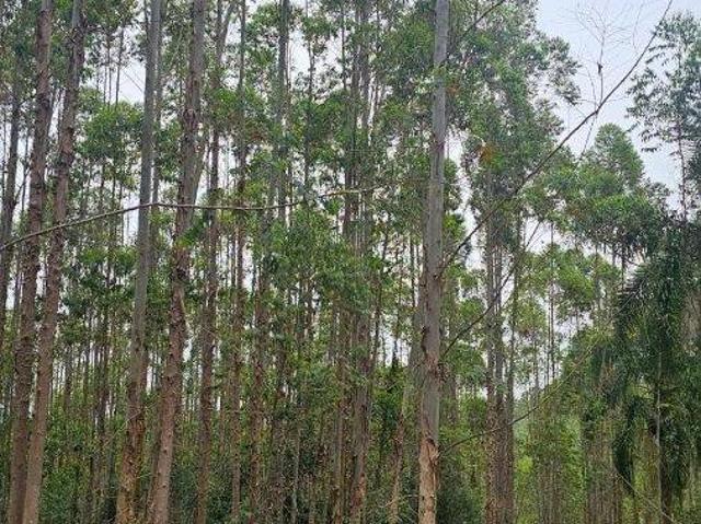 EXCELENTE FAZENDA COM EUCALIPTO A VENDA NA REGIÃO DE ITAPEVA SP ?
