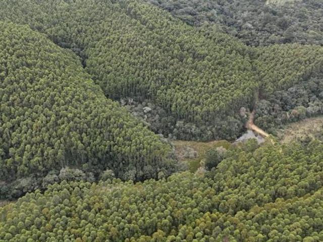 EXCELENTE FAZENDA COM EUCALIPTO A VENDA NA REGIÃO DE ITAPEVA SP* ? Área Total: 67 Alqueires ou