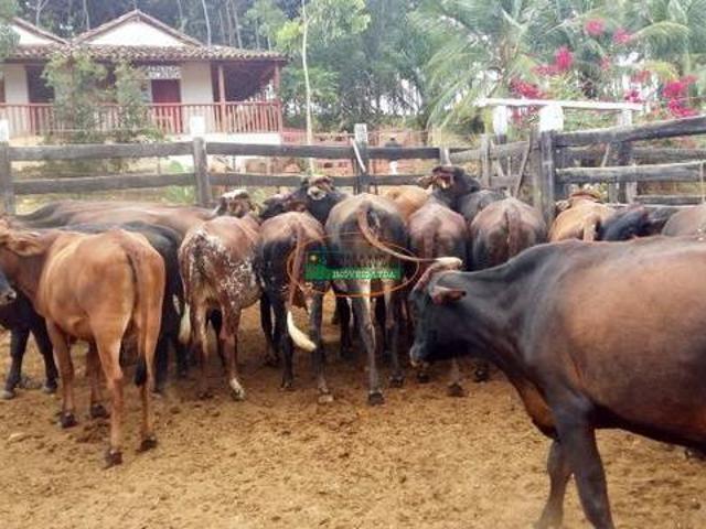 Excelente fazenda em Araçuai!