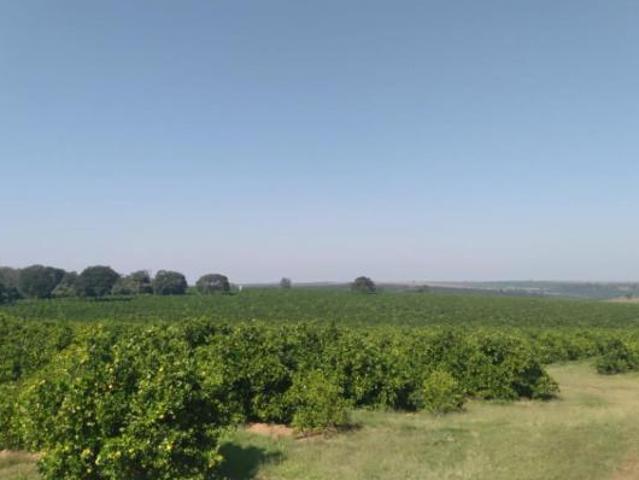 EXCELENTE FAZENDA EM LARANJA NA REGIÃO DE MARÍLIA SP* ? ? Área Total: 77,5 Alqueires ou 187,5
