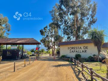 Foresta de Zapallar, Provincia de Petorca, Región de Valparaíso