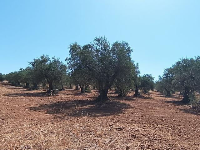 EXCELENTE OLIVAL 5,7 HA MOURA