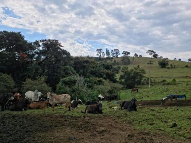 EXCELENTE SÍTIO A VENDA NA REGIÃO DE BOTUCATU SP* ? Área Total: 36 Alqueires Pastagem: 75%