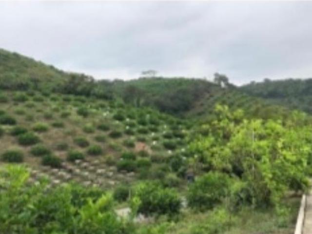 Excelente rancho en venta ubicado en el municipio Gutíerrez Zamora, Veracruz