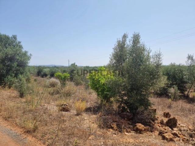 Terreno Aprovado em São Bartolomeu de Messines | Silves | Algarve