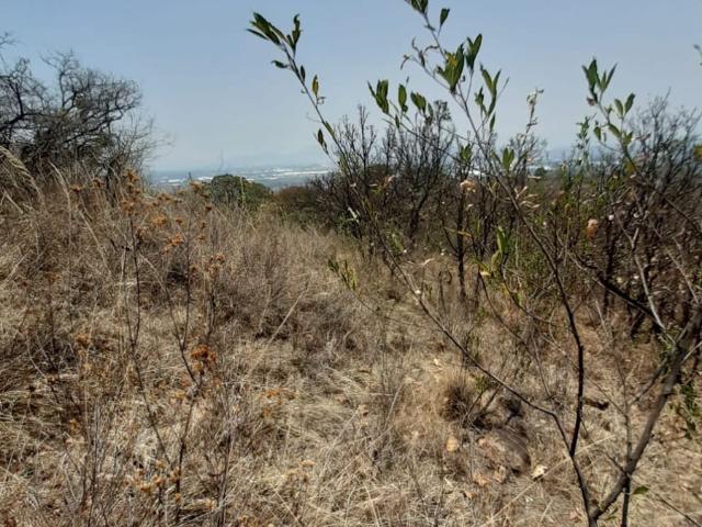 EXCELENTE UBICACIÓN DE TERRENO IDEAL PARA CONSTRUIR O SEMBRAR VILLA GUERRERO EDOMEX