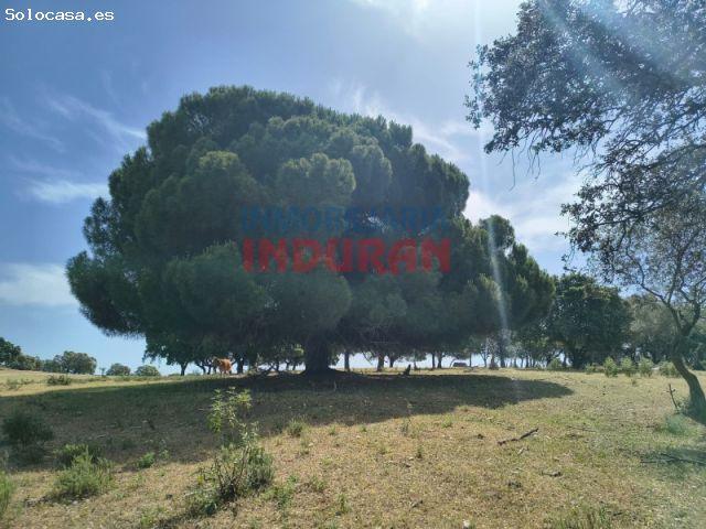 Excepcional finca rústica ganadera y cinegética en Talaván, Cáceres. Dehesa con