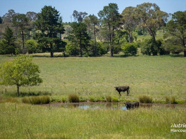 Exceptional Acreage on the Edge of Town