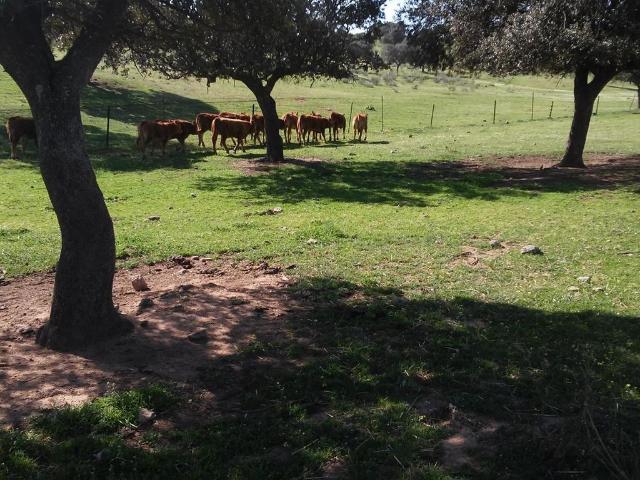 Exclusiva casa de campo en venta Ciudad Real, España