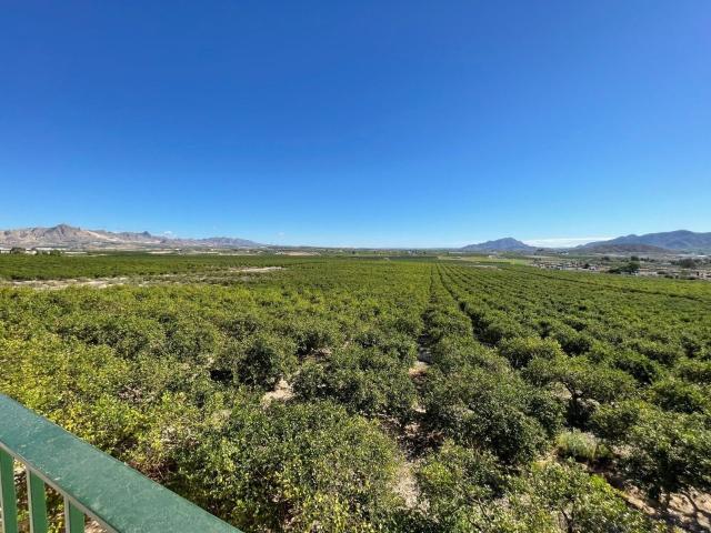 Exclusiva Finca de Limones en Producción con Chalet y Casa d. 210m² Rincon de seca