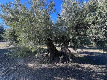 Exclusiva Villa en venta Jaén, España