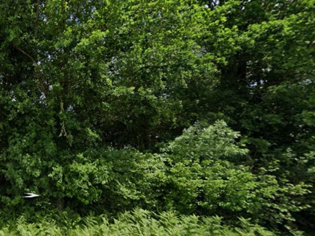 EXCLUSIVITE Parcelle de bois de 6381 m2 avec différentes essences d'arbres