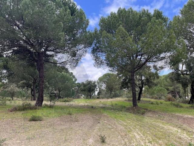 Exclusividade e Natureza: Terreno de Prestígio na Mata do Duque II Santo Estevão | 34.840 m²