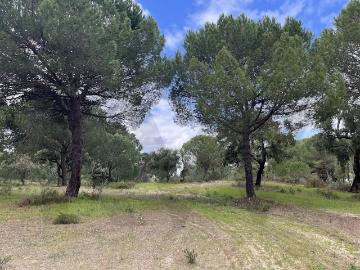 Exclusividade e Natureza: Terreno de Prestígio na Mata do Duque II Santo Estevão | 34.840 m²