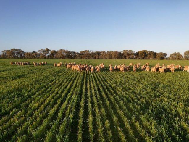 Expansion Opportunity with Rural Lifestyle Appeal