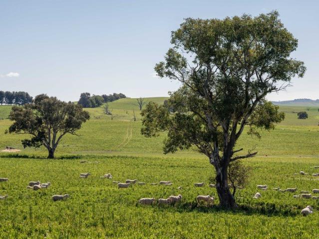Expansive Rural Holding in a Tightly Held Region
