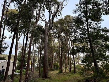 Experience the allure of a tree change!