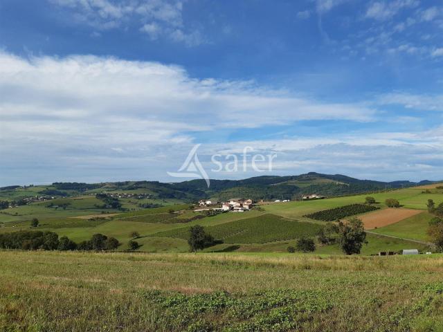 Exploitation Viticole Beaujolaise Et Elevage 262m² Saint Vérand