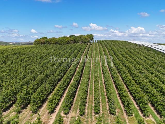 Exploração Agrícola com 37 ha e produção de Pera Rocha no Ca. 583m² Cadaval e Pero Moniz