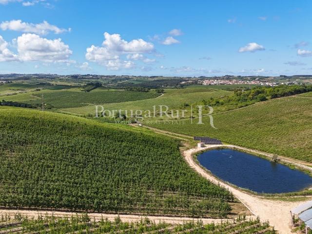 Exploração Agrícola com 37 ha e produção de Pera Rocha no Ca. 583m² Cadaval e Pero Moniz