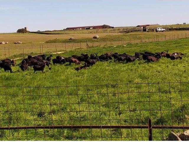 Explotación de Cabras en Brozas