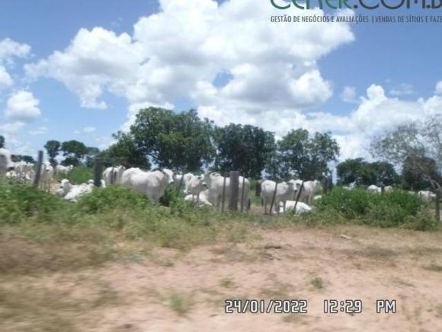 Extraordinária Fazenda de 4.870 ha Às Margens do Rio São Francisco em Buritizeiro