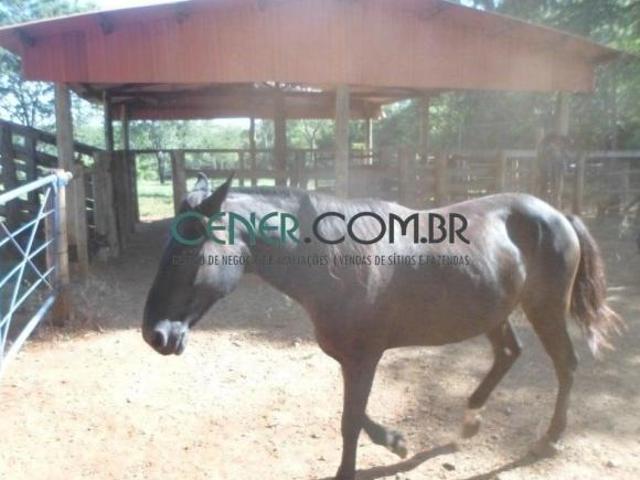 Extraordinária Fazenda Haras de 70 ha a 90 Km de Belo Horizonte