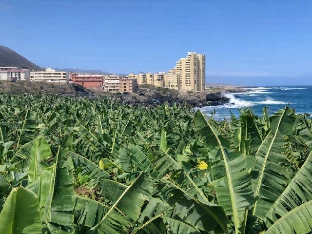 Extraordinaria Finca Agrícola Costera Norte de Tenerife, España EN VENTA