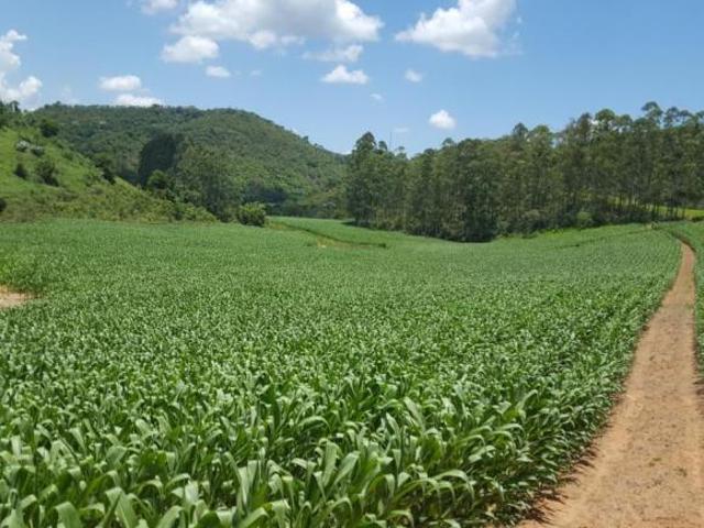 EXUBERANTE FAZENDA DE 121,7HA À VENDA EM SENHORA DE OLIVEIRA/MG