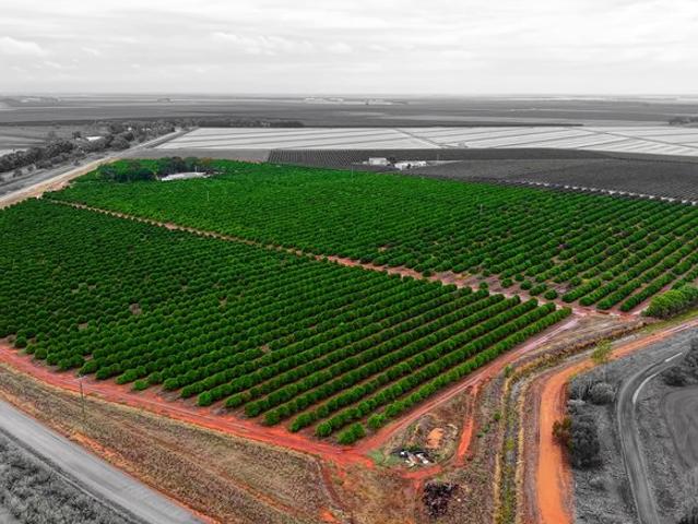 Family Home with Established Orchard