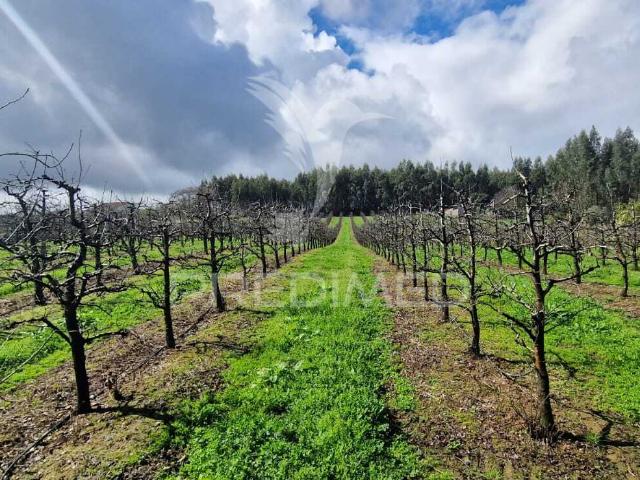 Fantástico terreno com árvores de fruto