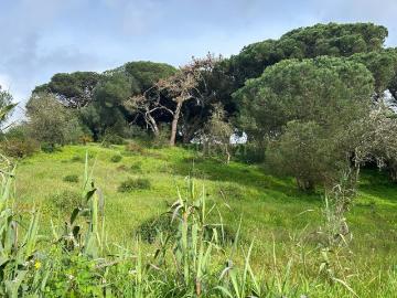 Caixas, Castelo, Sesimbra