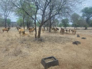 Ba-Phalaborwa Local Municipality, Mopani District Municipality, Limpopo