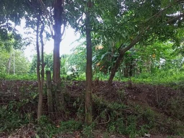 FARM LOT in Aya, Talisay, Batangas