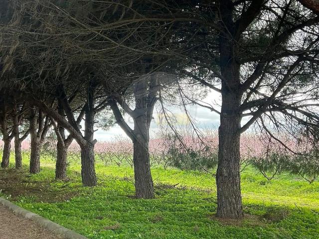 Farm T2 in Poceirão e Marateca, Palmela