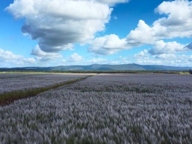 FARMING OPPORTUNITY WITH INVESTMENT RETURN