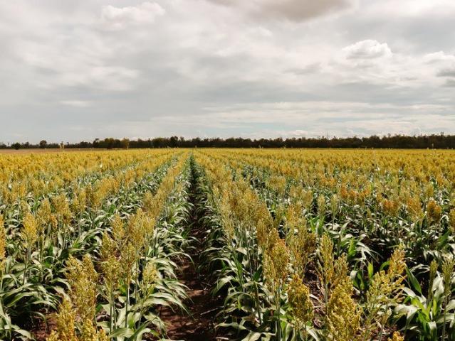 FARMING OR BACKGROUNDING IT'S YOUR CHOICE