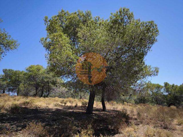 Faro Faro 101398139