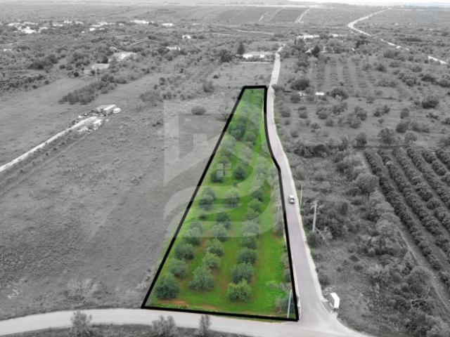 Faro Silves 8375 100941467