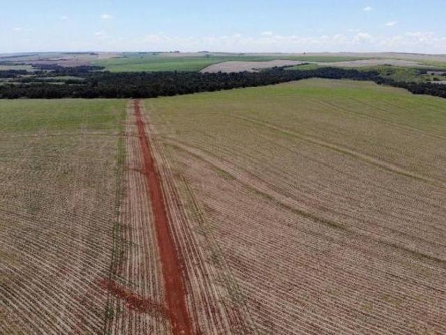 Fazenda no Paraná alta produção