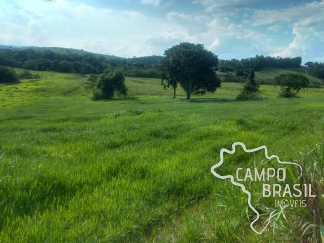 Fazenda no Sul de Minas com 157 hectares. Toda tratorável, rica em água