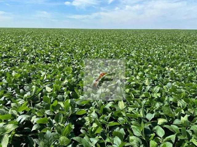 Fazenda à venda, 10865800 m² por R$ 70.000.000,00 Centro Iporã/PR