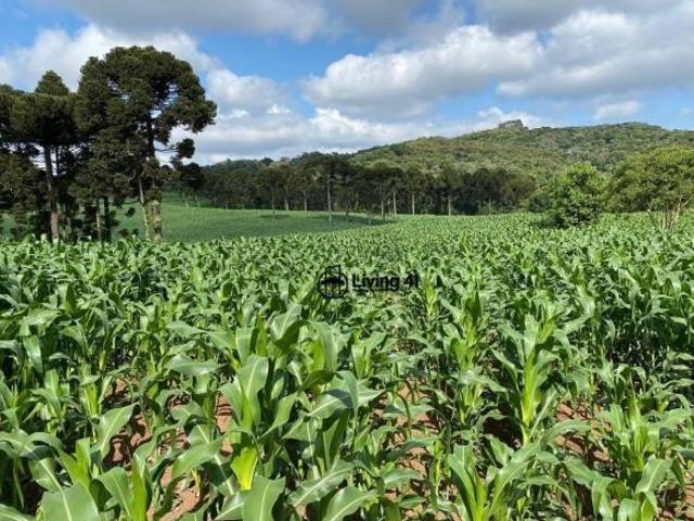 Fazenda à venda, 1306800 m² por R$ 9.000.000 Bom Sucesso Castro/PR