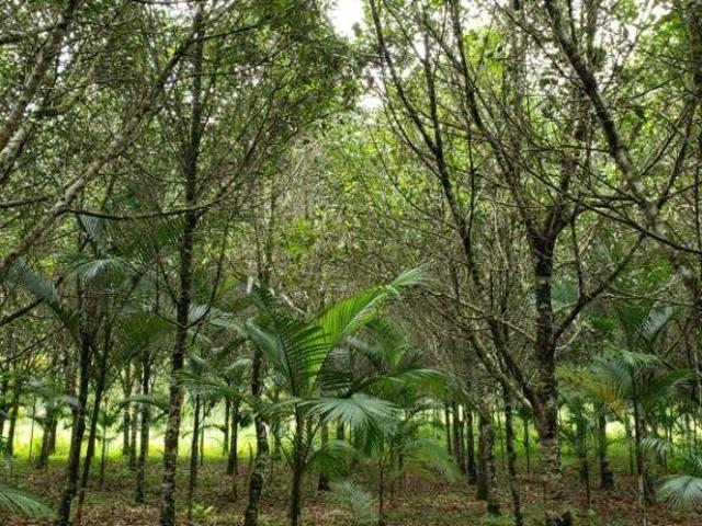 Fazenda à venda, 2755100 m² por R$ 15.000.000,00 Capinzal de Cima Jacupiranga/SP
